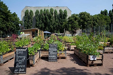 Ein Gemeinschaftsgarten ermöglicht mitten in Berlin für frisches Gemüse.